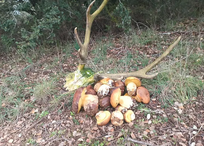 Molino De Casa de Férias