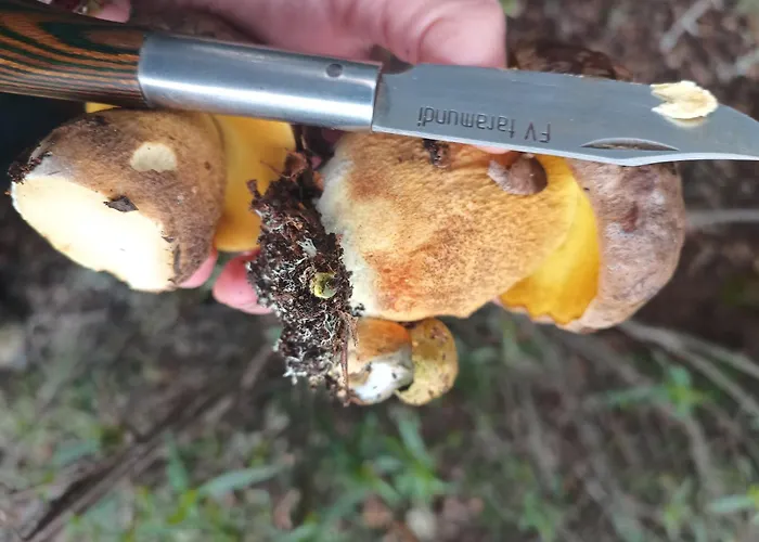 Molino De Casa de Férias Tabara